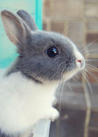 娱乐吃瓜酱猫兔子,揭秘猫兔子背后的趣味故事